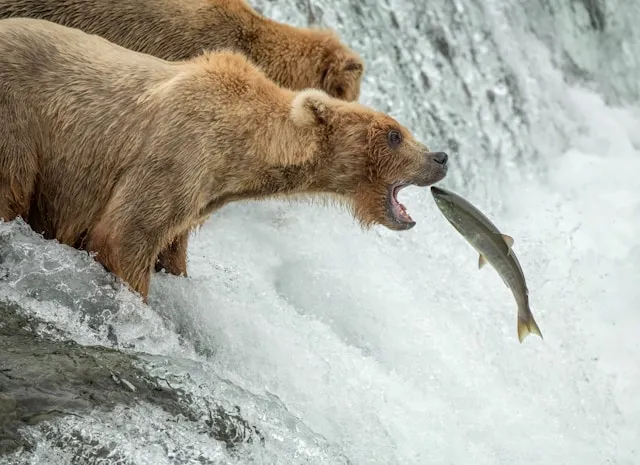 bear catches salmon